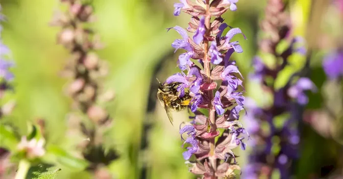 Salvia blue bouquetta