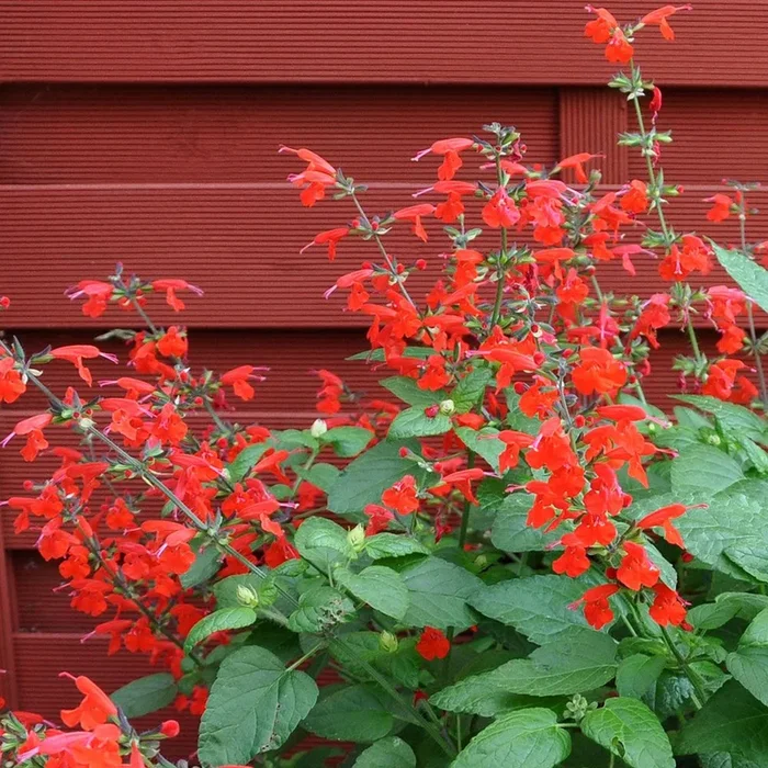 Salvia coccinea