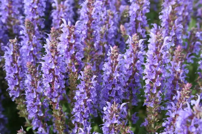 Salvia nemorosa ‚Blauhügel‘ (Ziersalbei)