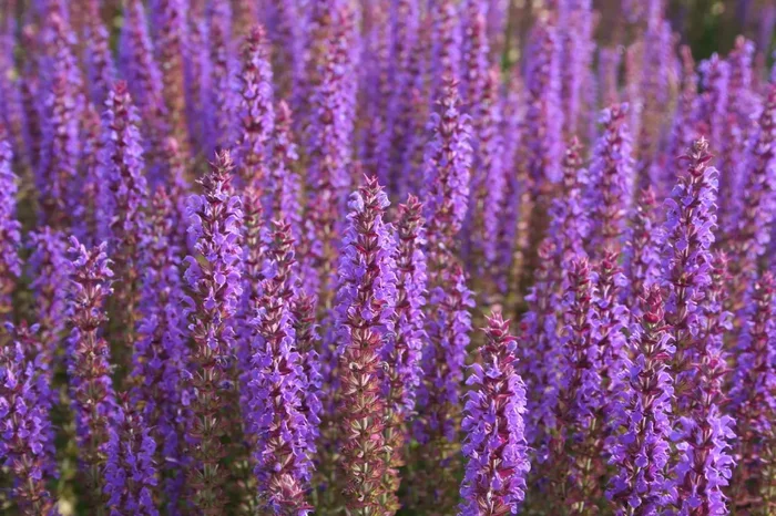 Salvia nemorosa ‚Ostfriesland‘ (Ziersalbei)