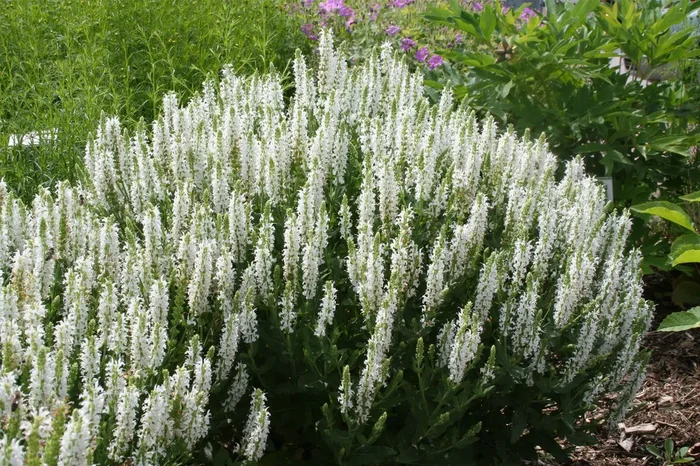 Salvia nemorosa ‚Schneehügel‘ (Ziersalbei)