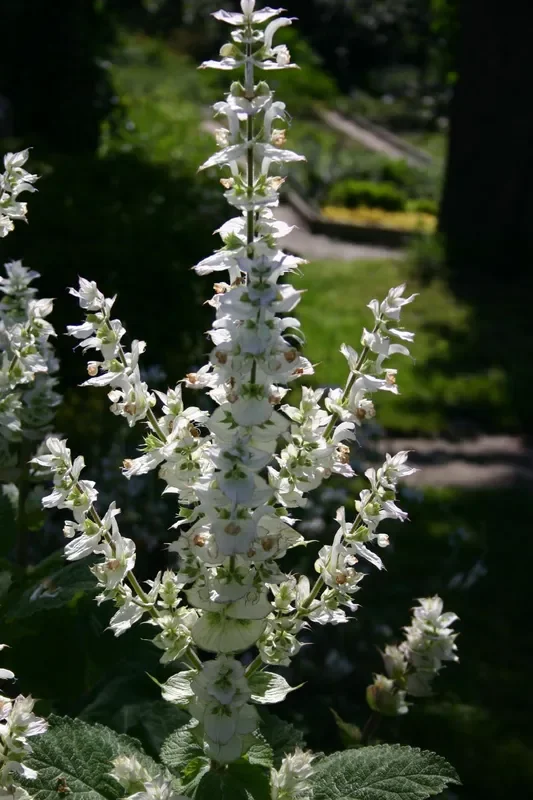 Salvia sclarea ‚Vatican White‘ (Garten-Muskateller-Salbei)