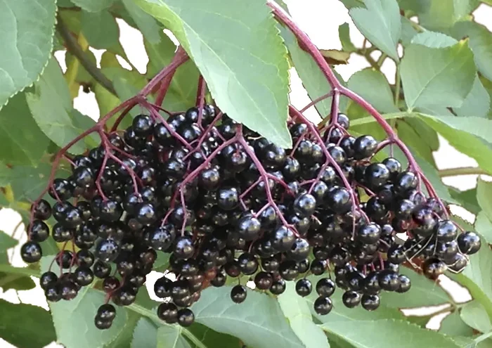 Sambucus nigra ‚Haschberg‘ (Schwarzer Holunder)