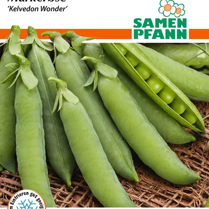 Samen Pfann Markerbse Kelvedon Wonder