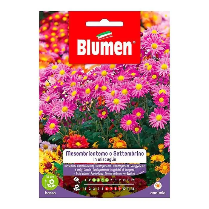 Samen von Mesembriantemo oder Settembrino in Mischung im Beutel