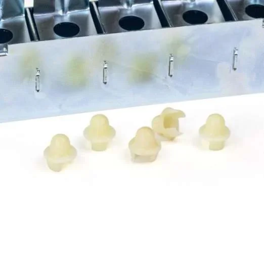Samenzapfen5er Set