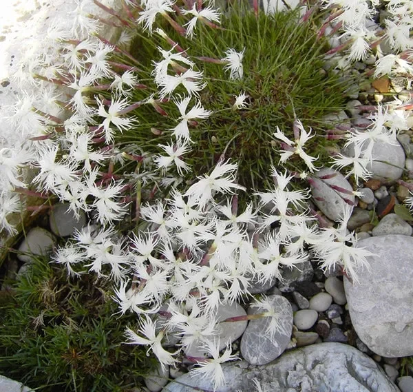 Sand-Nelke (Dianthus arenarius) „Bio“