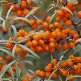 Sanddorn (Hippophae rhamnoides ‘Polmix’)
