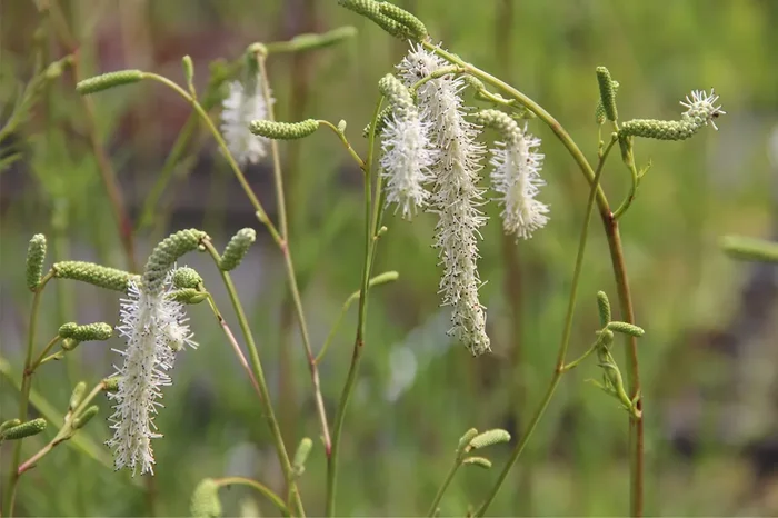 Sanguisorba ‚Sotomayor‘ (Hoher weißer Wiesenknopf)