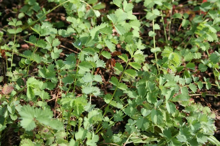 Sanguisorba minor, Pimpinelle (Kleiner Wiesenknopf)