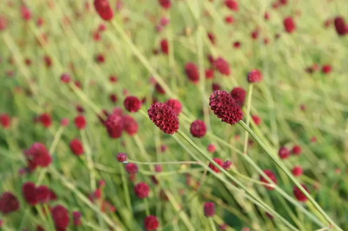 Sanguisorba officinalis ‚Tanna‘ (Wiesenknopf)