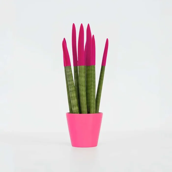 Sansevieria Cylindrica ‚Velvet Touchz‘ – Fuchsia