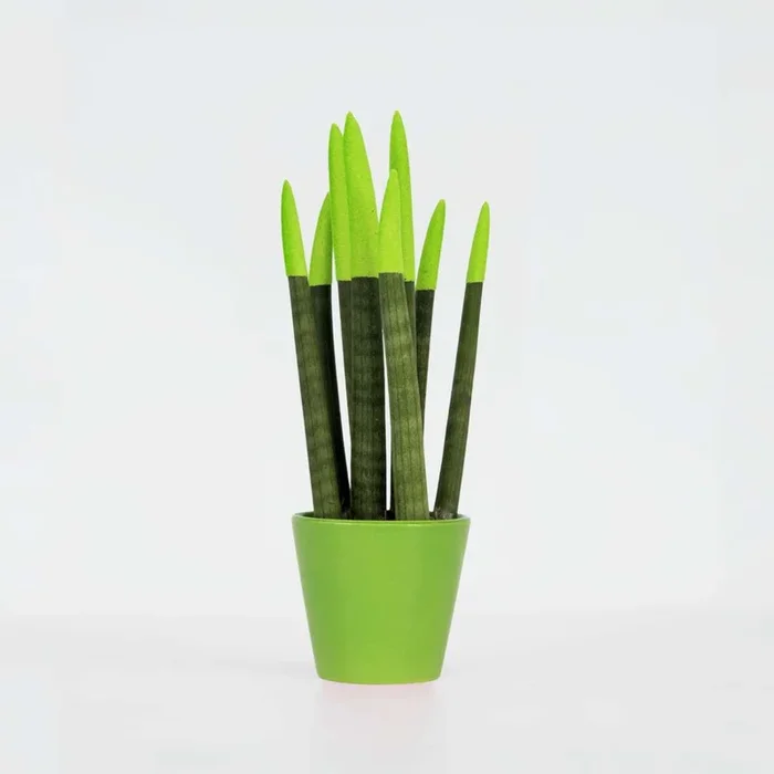 Sansevieria Cylindrica ‚Velvet Touchz‘ – Green