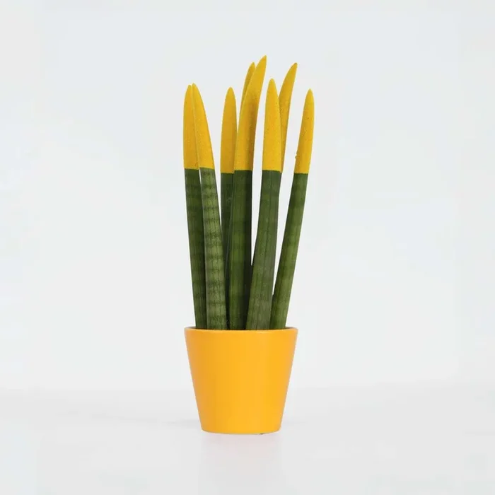 Sansevieria Cylindrica ‚Velvet Touchz‘ – Yellow