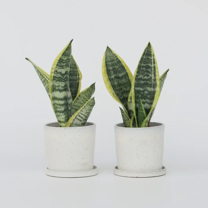 Sansevieria Laurentii – Set of 2