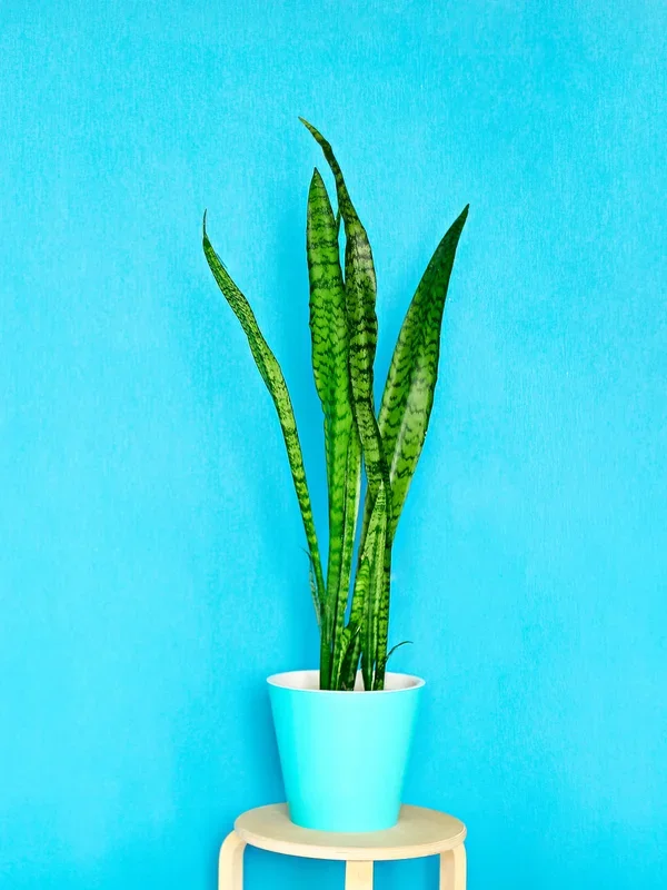Sansevieria trifasciata – Bogenhanf, Schwiegermutterzunge