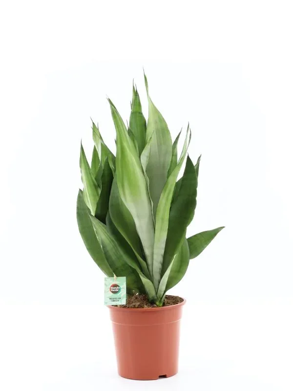 Sansevieria Trifasciata Moonshine
