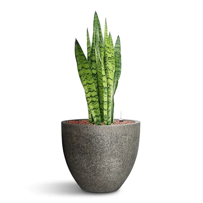 Sansevieria zeylanica HydroCare in Jesslyn Cement & Stone Plant Pot – Granite Grey