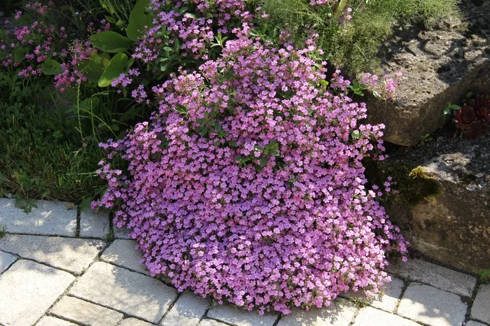 Saponaria ocymoides (Kissen-Seifenkraut)
