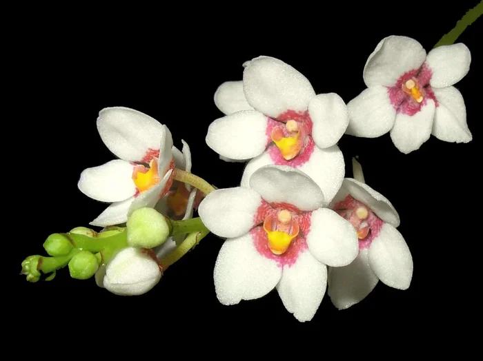 Sarcochilus fitzgeraldii OP Invitro