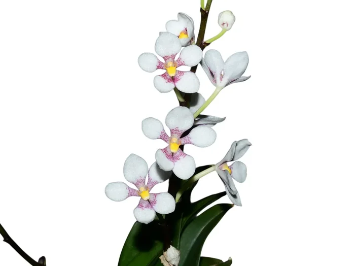 Sarcochilus Kulnura Vibrance x Sarcochilus hartmannii Red Snow x Roberto