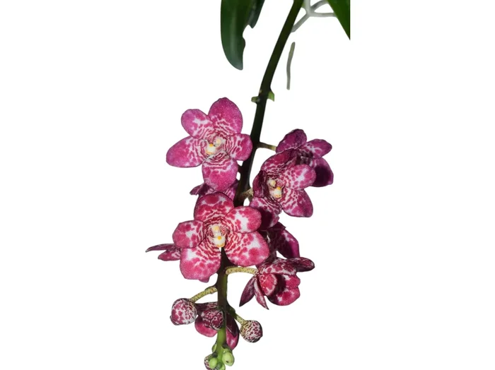 Sarcochilus Madge ‚Free‘ x ‚One‘ X Sarcochilus Rosella ‚Spotty‘ x Sarcochilus Kulnura Sweetie ‚Purple Spot‘