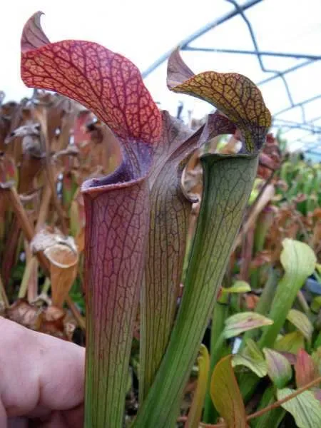 Sarracenia rubra ssp gulfensis giant form