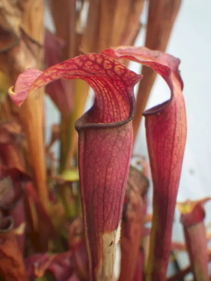 Sarracenia rubra ssp. Jonesii Cesars Head