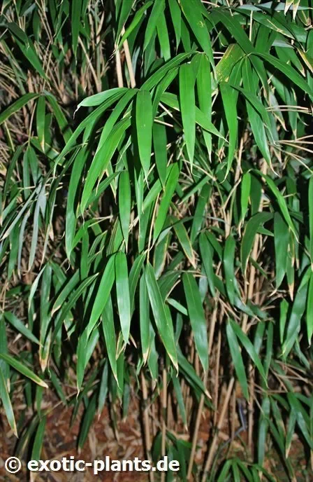 Sasa palmata