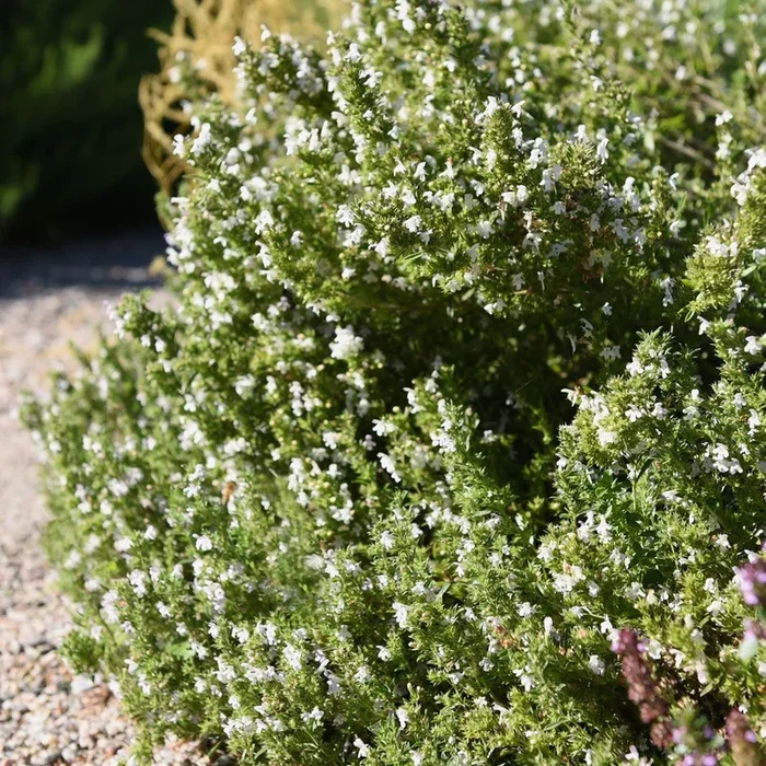 Satureja montana