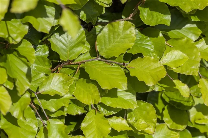 Säulen-Goldbuche ‚Dawyck Gold‘