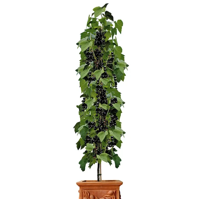 Säulen-Johannisbeere ‚Titania®‘, Schwarz Bestellnummer 4413940