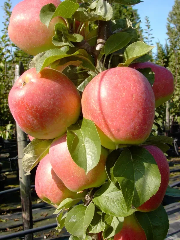 Säulenapfel ‚Golden Gate‘ ®