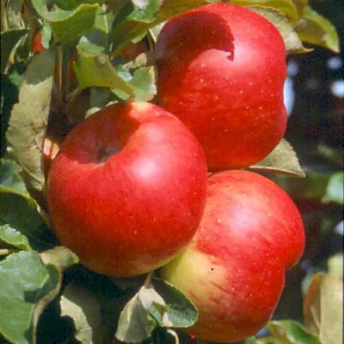 Säulenapfel Sonate (S)