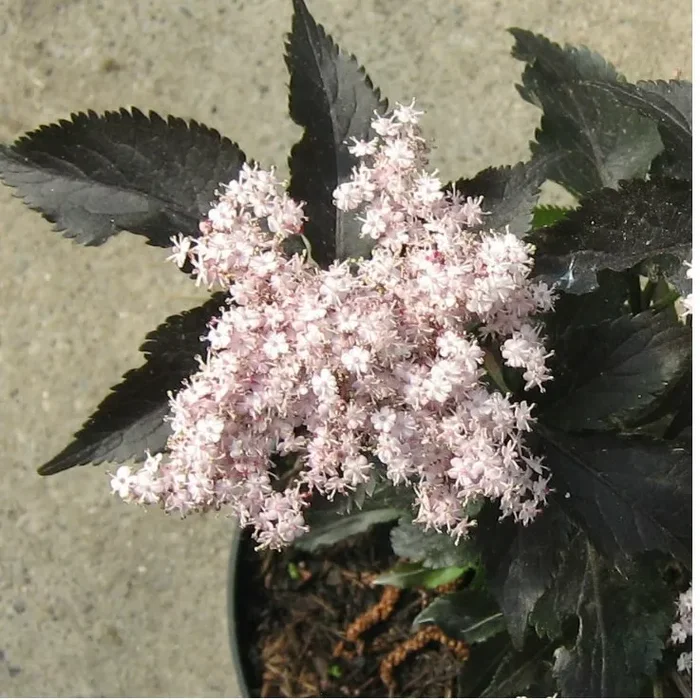 Säulenholunder Black Tower ® – Sambucus nigra