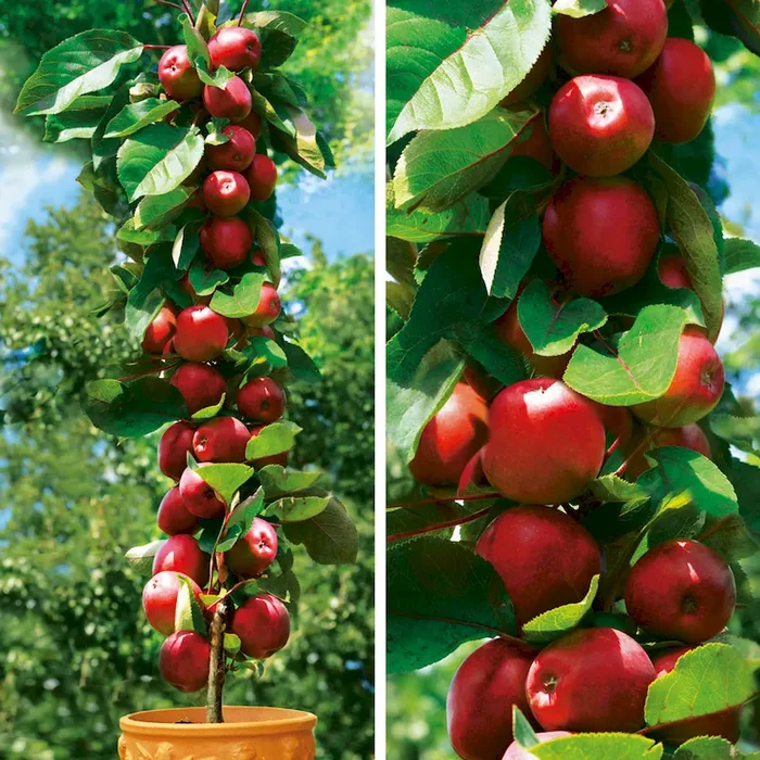 Säulenobstbaum Apfel Redcats®, zweijährig Bestellnummer 4423476