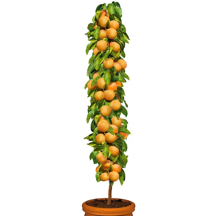 Säulenobstbaum Aprikose ‚Golden Sun‘, einjährig Bestellnummer 4426696