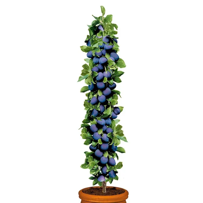 Säulenobstbaum Zwetsche ‚Imperial‘, zweijährig Bestellnummer 4432395