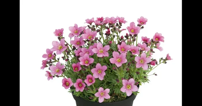 Saxifraga SO SAXY Rose