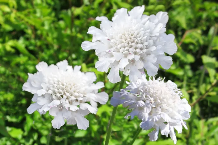 Scabiosa columbaria ‚Flutter Pure White‘ (Weiße Tauben-Skabiose)