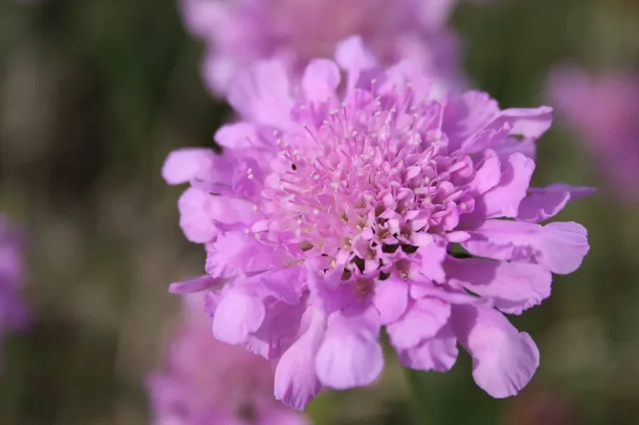 Scabiosa columbaria ‚Pink Mist‘ (Garten-Tauben-Skabiose)