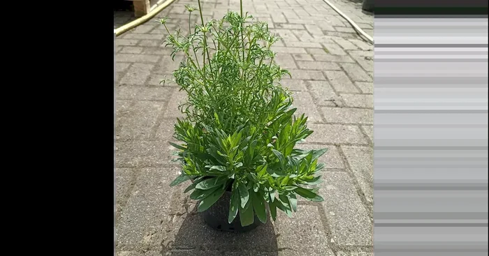 Scabiosa Gypsohpilla DUO Küebl