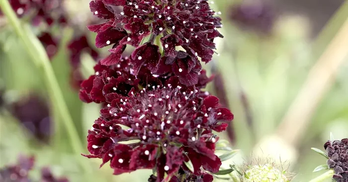 Scabiosa summer night