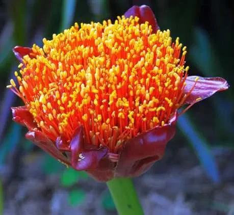 Scadoxus puniceus