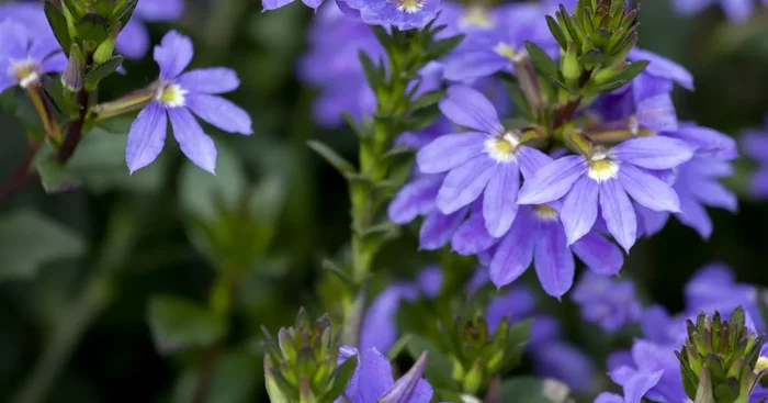Scaevola aemula${2}