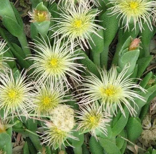Sceletium tortuosum