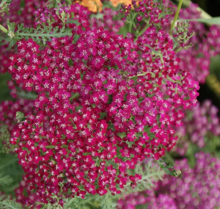 Schafgarbe ‚Sammetriese‘