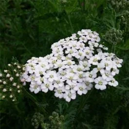 Schafgarbe (Achillea millefolium) Schneetaler