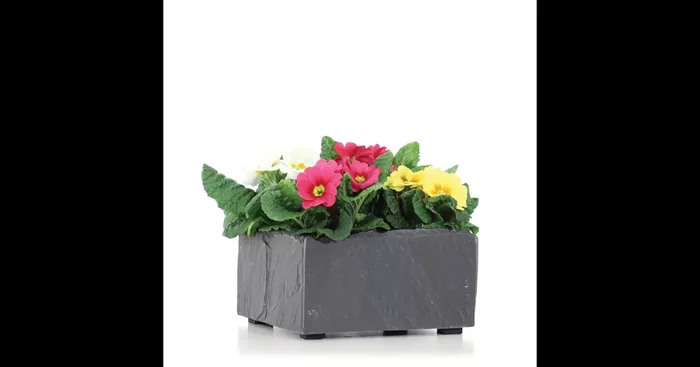 Schale BOL 17/19 – Naturschiefer anthracite