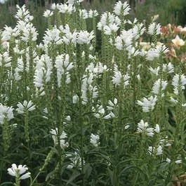 Scharnierpflanze (Physostegia virginiana ‚Summer Snow‘)